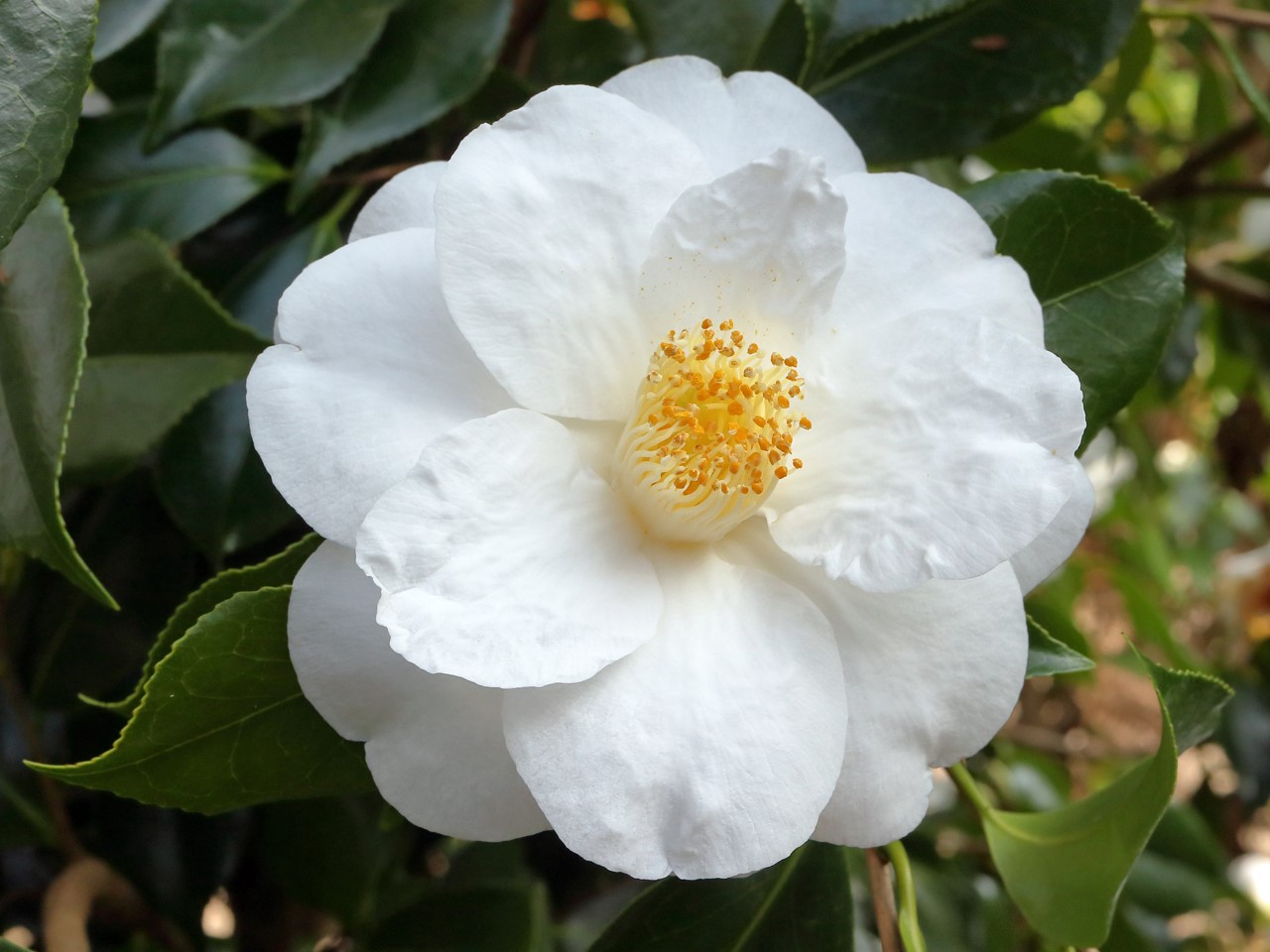 C. japonica 'Lovelight' AGM